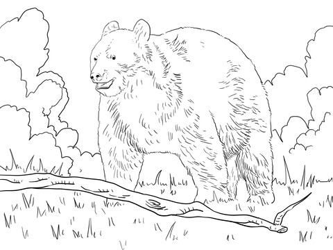 Black Bear In A Forest Coloring Page